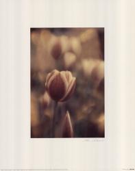 Tinted Tulips II | Obraz na stenu