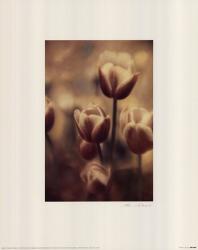 Tinted Tulips III | Obraz na stenu