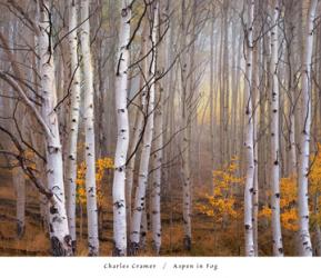 Aspen in Fog