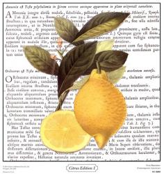 Citrus Edition I | Obraz na stenu