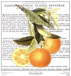 Citrus Edition II | Obraz na stenu