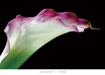 Calla Lily