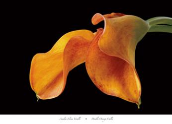 Double Orange Calla