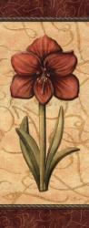 Red Passion Amaryllis- Mini | Obraz na stenu
