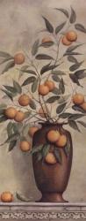 Apricotier | Obraz na stenu