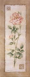 Rose | Obraz na stenu