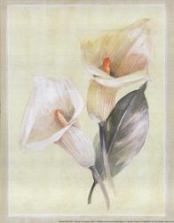 Calla Lily IV | Obraz na stenu