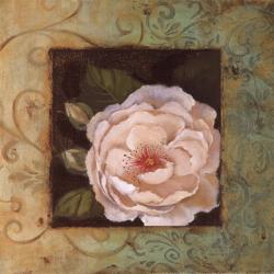 Antique Rose IV | Obraz na stenu