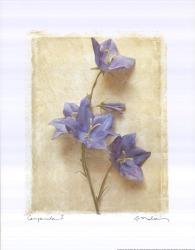 Campanula I | Obraz na stenu