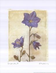 Campanula II | Obraz na stenu