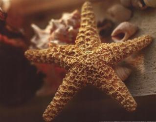 Starfish I | Obraz na stenu