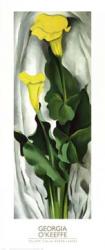 Yellow Calla