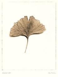 Ginkgo Leaf | Obraz na stenu