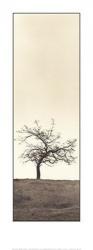 Cherry Blossom Tree | Obraz na stenu