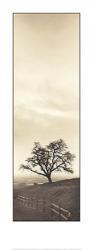 Sentinel Oak Tree | Obraz na stenu