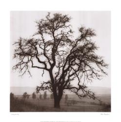 Country Oak Tree | Obraz na stenu