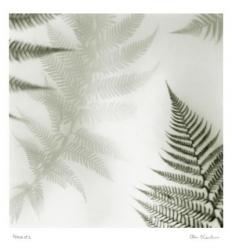 Ferns No. 2 | Obraz na stenu