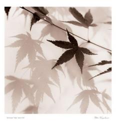 Japanese Maple Leaves No. 2 | Obraz na stenu