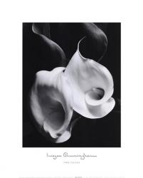 Two Callas | Obraz na stenu