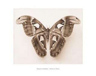 Attacus Atlas | Obraz na stenu