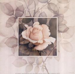 Rose I | Obraz na stenu