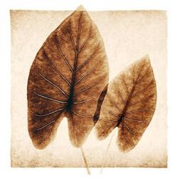 Taro Leaves | Obraz na stenu