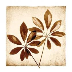 Cassava Leaves | Obraz na stenu