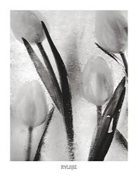 Tulips on Ice | Obraz na stenu