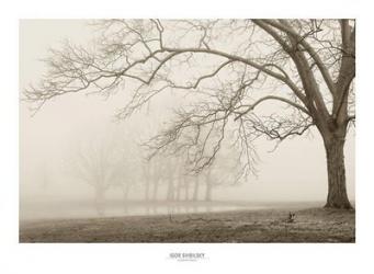 Layers Of Trees I | Obraz na stenu