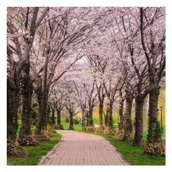 Cherry Blossom Trail | Obraz na stenu