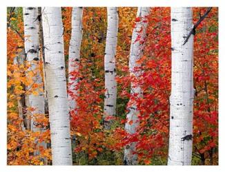 Aspens and Maples | Obraz na stenu