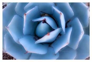 Blue Agave | Obraz na stenu
