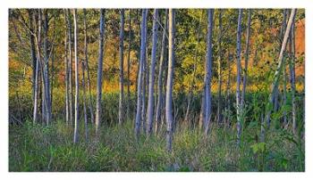 Golden Field Beyond | Obraz na stenu