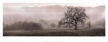 Meadow Oak Tree | Obraz na stenu