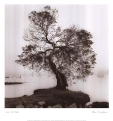 Coast Oak Tree | Obraz na stenu