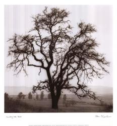 Country Oak Tree | Obraz na stenu