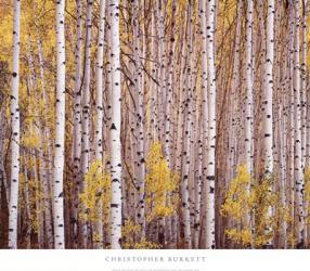 Aspen Grove, Colorado | Obraz na stenu