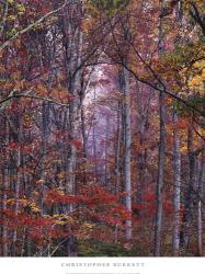 Glowing Autumn Forest, Virginia | Obraz na stenu