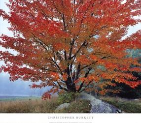 Wild Red Maple and Fog, New Hampshire | Obraz na stenu