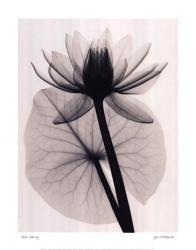 Tropical Water Lily | Obraz na stenu