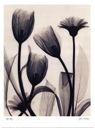Tulip and Daisy | Obraz na stenu