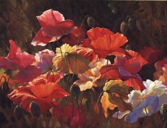 Poppies In Sunshine | Obraz na stenu