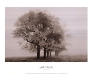 Harmony in Fog | Obraz na stenu