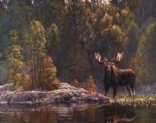 North Country Moose | Obraz na stenu