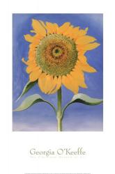 Sunflower, New Mexico, 1935 | Obraz na stenu