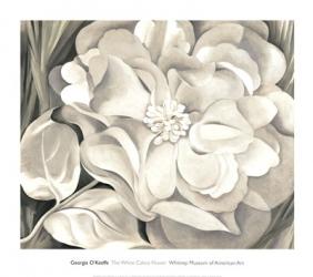 The White Calico Flower, 1931 | Obraz na stenu