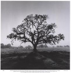 Oak Tree, Sunrise | Obraz na stenu