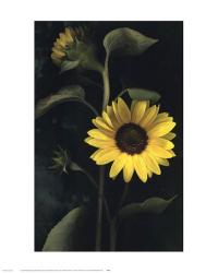 Two Sunflower Stems | Obraz na stenu