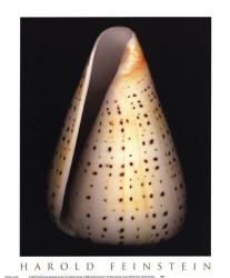 Lesser Butterfly Cone | Obraz na stenu