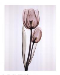 Tulipa Two | Obraz na stenu